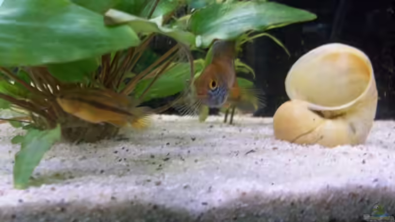 Besatz im Aquarium Juwel von big (15)