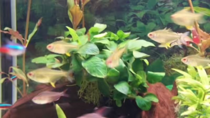 Besatz im Aquarium Juwel von big (16)