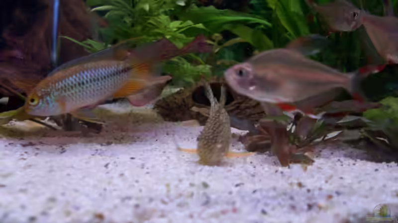 Besatz im Aquarium Juwel von big (17)