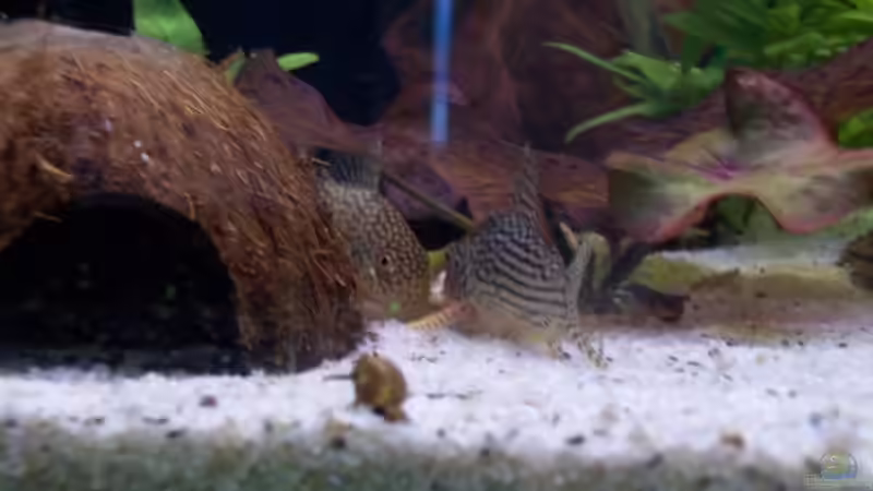 Besatz im Aquarium Juwel von big (18)