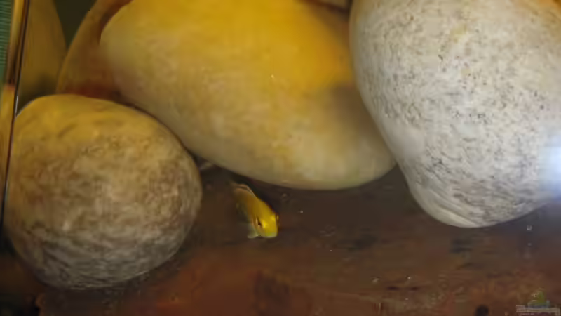 Besatz im Aquarium Juwel von Hanse79 (10)