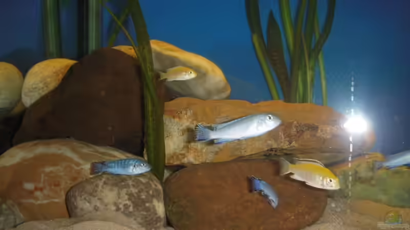 Besatz im Aquarium Juwel von Hanse79 (8)