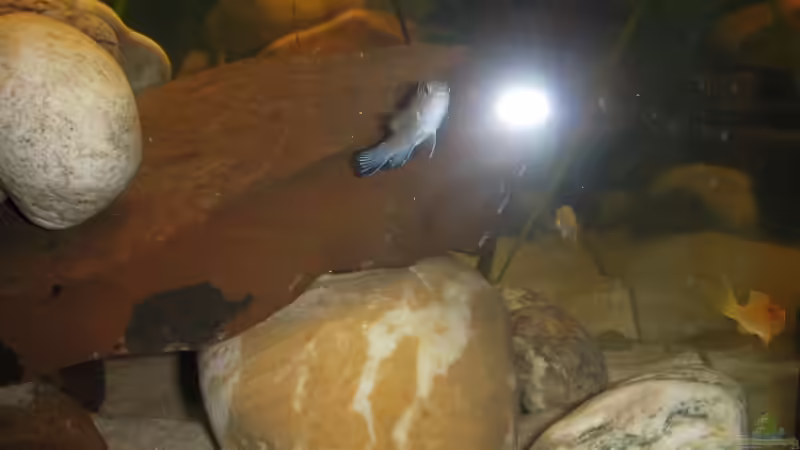 Besatz im Aquarium Juwel von Hanse79 (9)