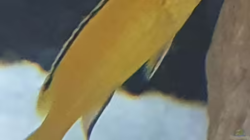 Besatz im Aquarium Juwel von Mpf (3)