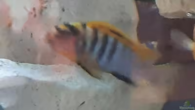 Besatz im Aquarium Juwel von Mpf (4)