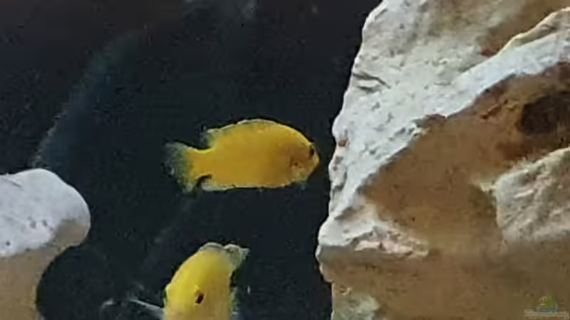 Besatz im Aquarium Juwel von Mpf (5)