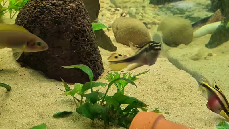 Besatz im Aquarium Juwel von Somi7 (10)