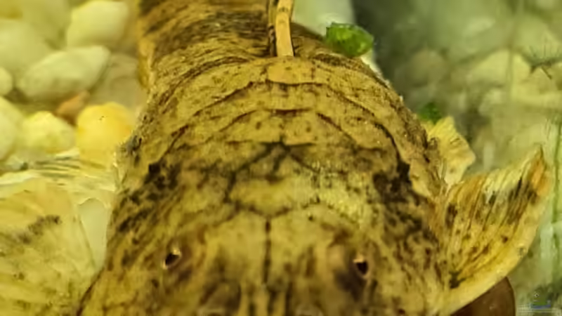 Besatz im Aquarium Juwel von Somi7 (12)