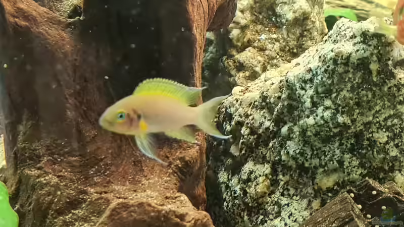 Besatz im Aquarium Juwel von Somi7 (13)