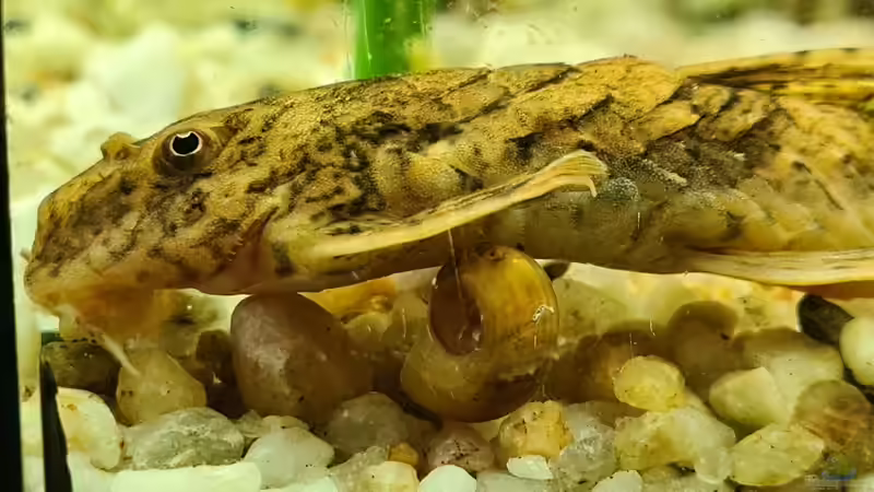 Besatz im Aquarium Juwel von Somi7 (14)