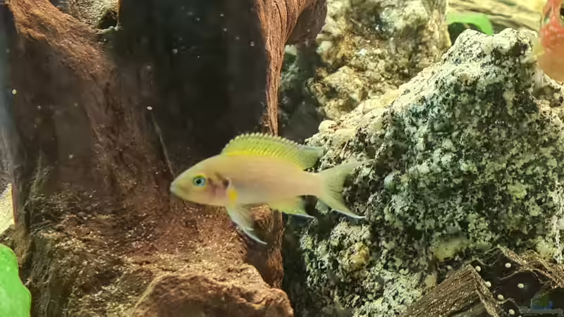 Besatz im Aquarium Juwel von Somi7 (16)