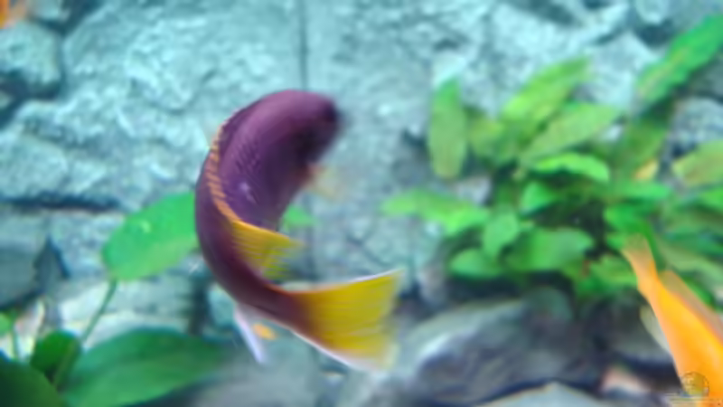 Besatz im Aquarium Juwell Rio 180 von Malawibilly (8)