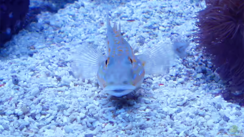 Besatz im Aquarium JuwelVision ! AUFGELÖST ! von .uschi (38)