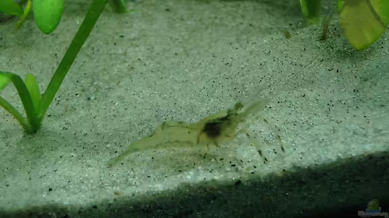 Besatz im Aquarium KaFi Horst von Mario74 (13)