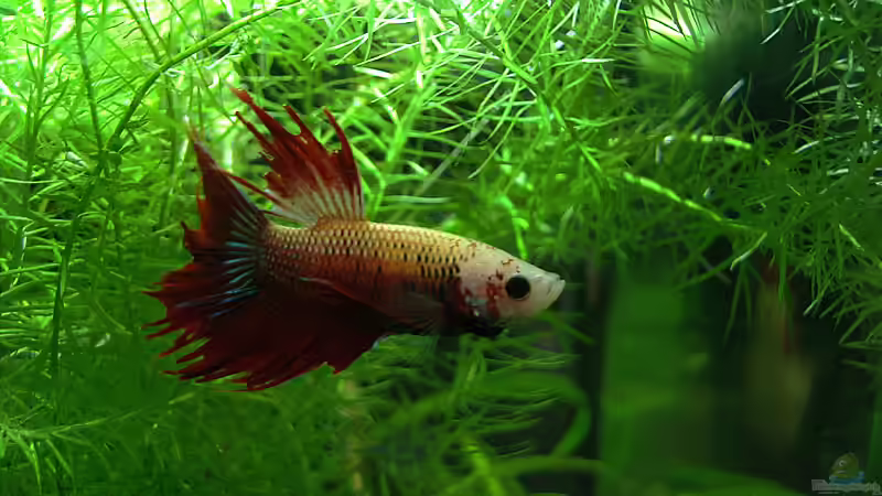 Besatz im Aquarium KaFi Horst von Mario74 (16)