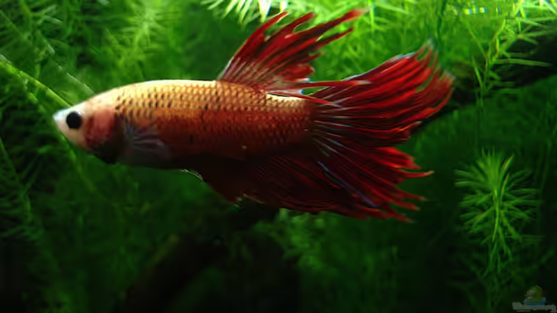 Besatz im Aquarium KaFi Horst von Mario74 (18)