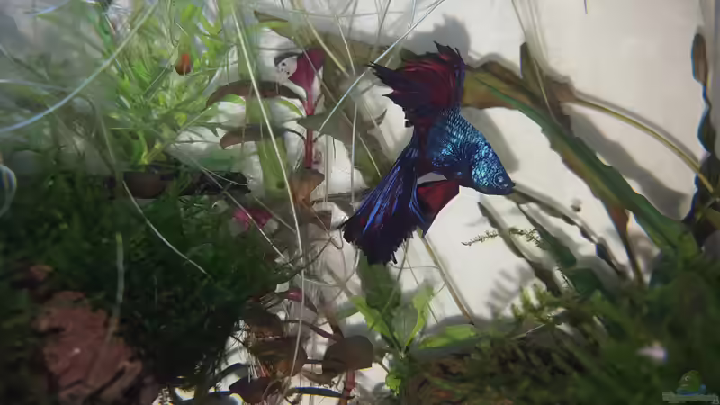 Besatz im Aquarium Kafi Paradies von Mel (19)