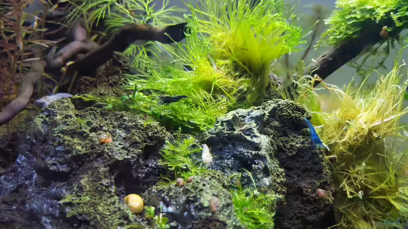 Besatz im Aquarium Kafi Paradies von Mel (24)