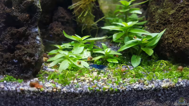 Besatz im Aquarium Kafi Paradies von Mel (26)