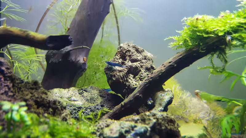 Besatz im Aquarium Kafi Paradies von Mel (28)