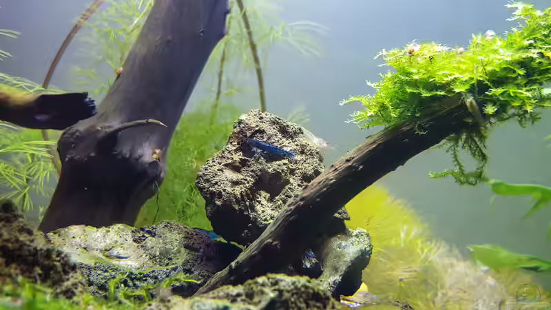 Besatz im Aquarium Kafi Paradies von Mel (29)