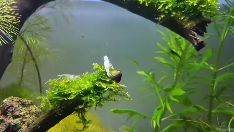 Besatz im Aquarium Kafi Paradies von Mel (30)