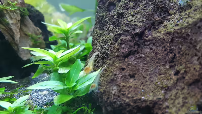 Besatz im Aquarium Kafi Paradies von Mel (35)