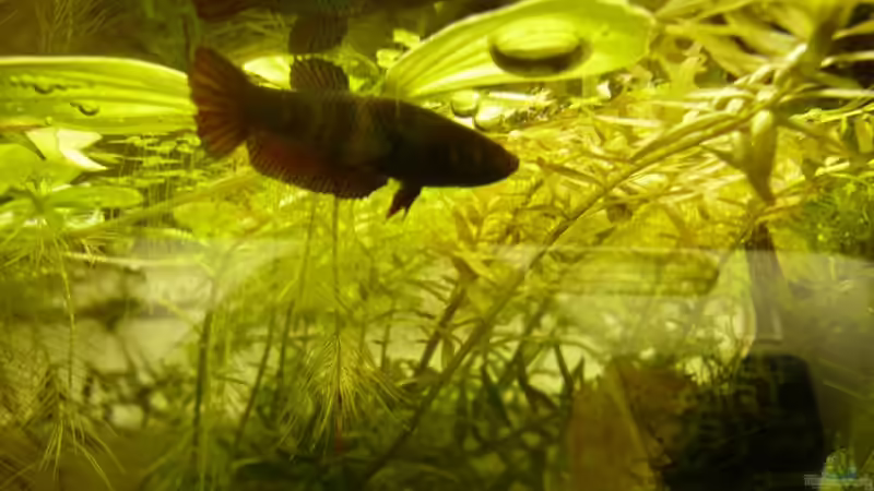 Besatz im Aquarium KaFi von Noah H. (12)