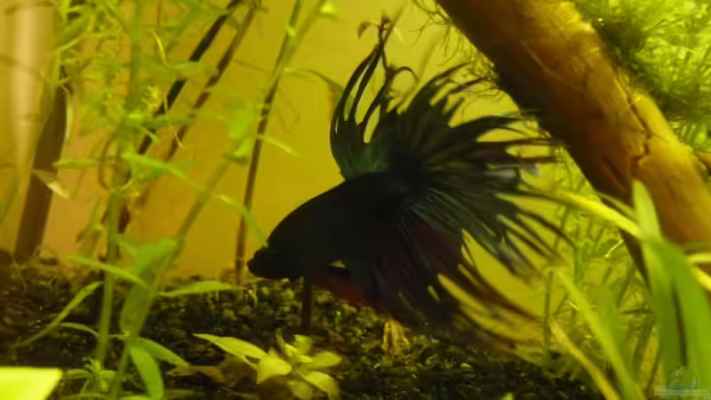 Besatz im Aquarium KaFi von Noah H. (15)