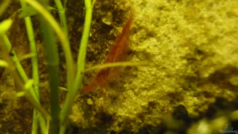 Besatz im Aquarium KaFi von Noah H. (20)