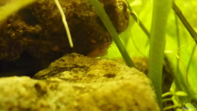 Besatz im Aquarium KaFi von Noah H. (21)