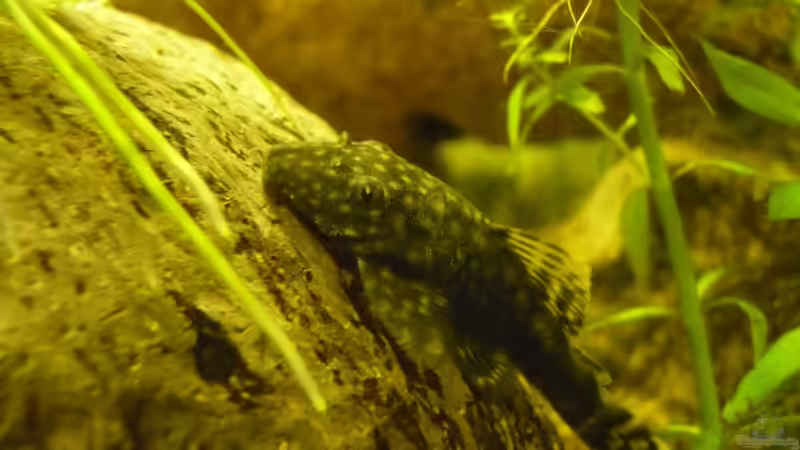 Besatz im Aquarium KaFi von Noah H. (22)