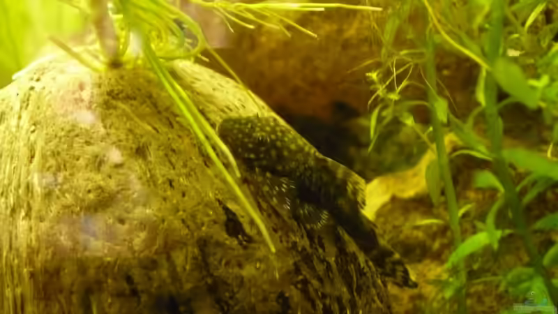 Besatz im Aquarium KaFi von Noah H. (23)