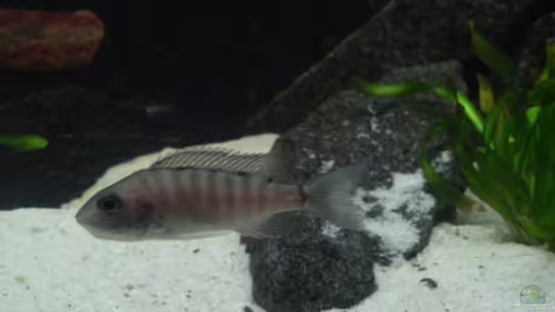 Besatz im Aquarium Kaiser Biotop von Dt-Floppy (25)