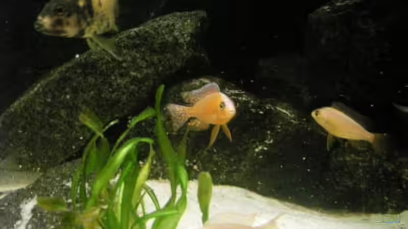 Besatz im Aquarium Kaiser Biotop von Dt-Floppy (27)