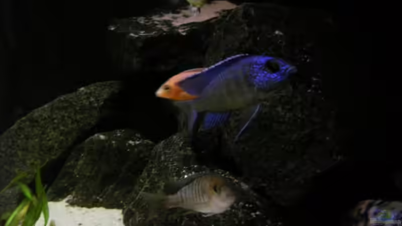 Besatz im Aquarium Kaiser Biotop von Dt-Floppy (30)