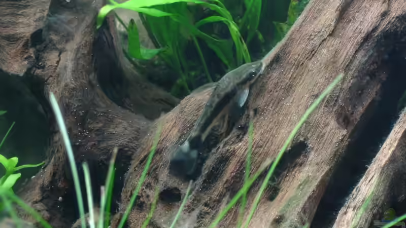 Besatz im Aquarium Kakadus Park Nur noch als Beispiel von Alfur (22)