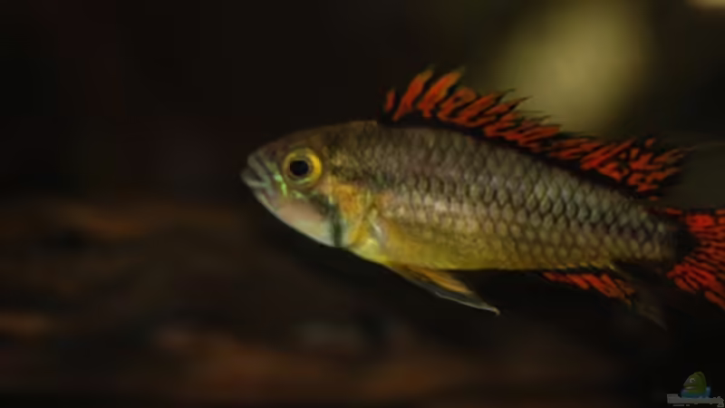 Besatz im Aquarium Kakadus von Cichlid Power (25)