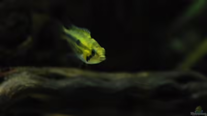 Besatz im Aquarium Kakadus von Cichlid Power (26)