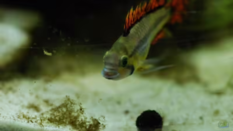Besatz im Aquarium Kakadus von Cichlid Power (27)