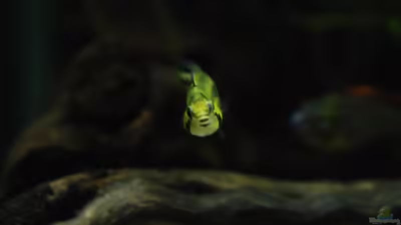 Besatz im Aquarium Kakadus von Cichlid Power (29)