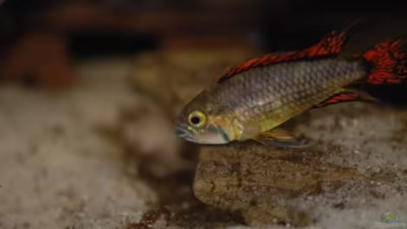 Besatz im Aquarium Kakadus von Cichlid Power (30)