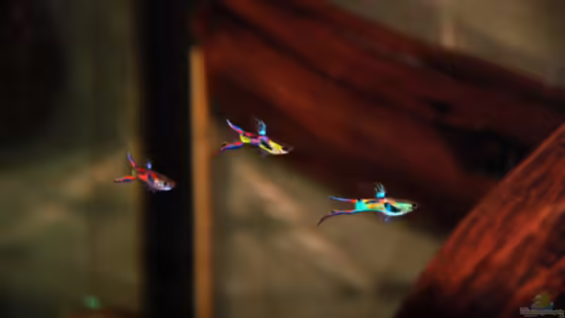 Besatz im Aquarium Kakadus von Cichlid Power (31)