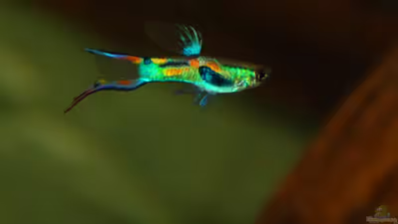 Besatz im Aquarium Kakadus von Cichlid Power (32)