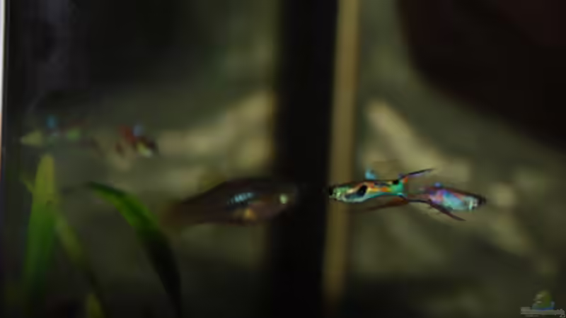 Besatz im Aquarium Kakadus von Cichlid Power (34)