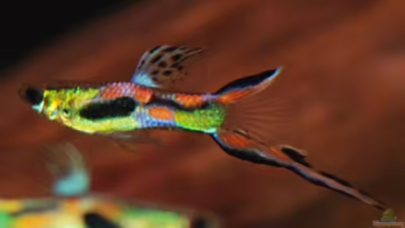 Besatz im Aquarium Kakadus von Cichlid Power (35)