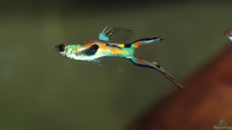 Besatz im Aquarium Kakadus von Cichlid Power (37)