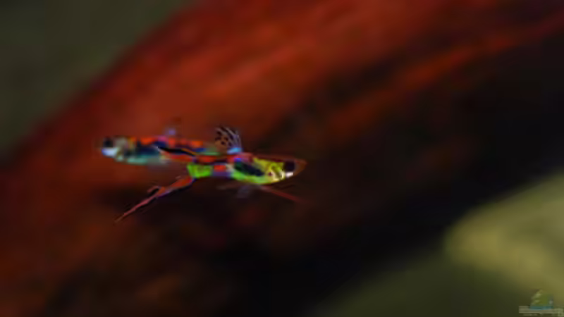 Besatz im Aquarium Kakadus von Cichlid Power (38)