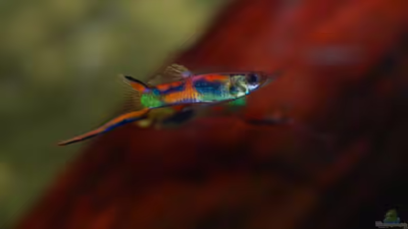 Besatz im Aquarium Kakadus von Cichlid Power (39)