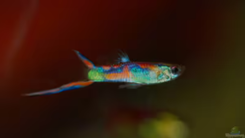 Besatz im Aquarium Kakadus von Cichlid Power (40)